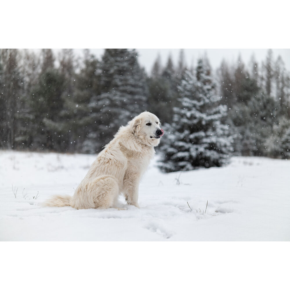 Sigma 50mm f/1.2 DG DN Art Lens (Sony E) image 5